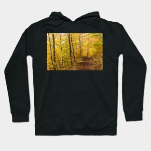 Enchanted Forest near Heiligenberg Hoodie